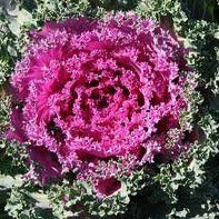 Kale (Ornamental) 'Glamour Red'