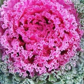 Kale (Ornamental) 'Nagoya Rose'