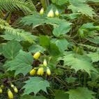 Kirengeshoma palmata Yellow Wax Bells