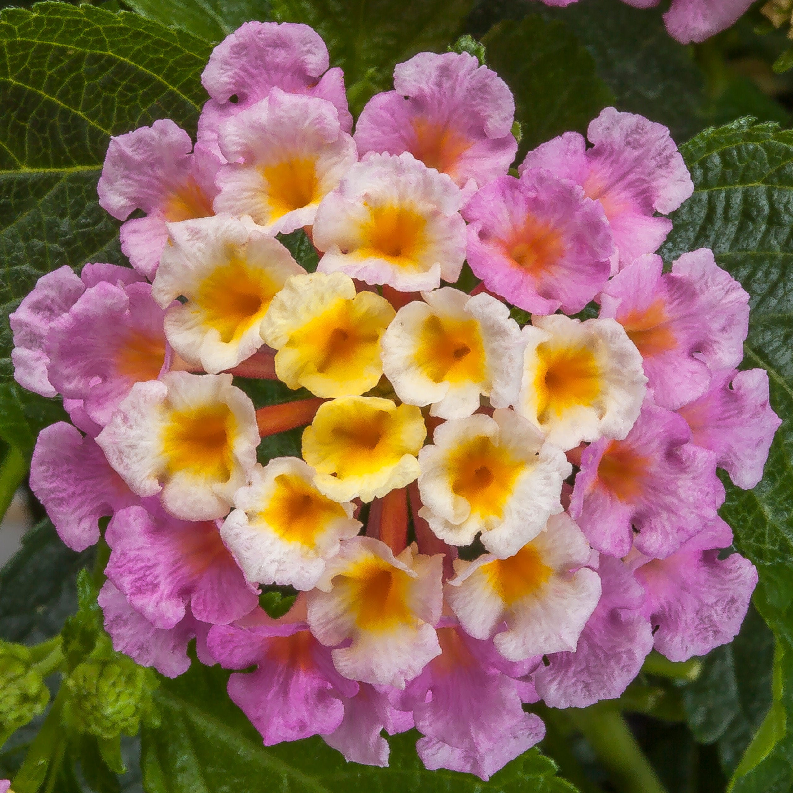 Lantana Bandolero Pink