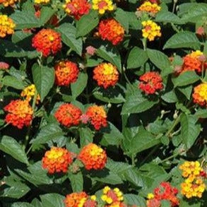 Lantana Lucky Flame