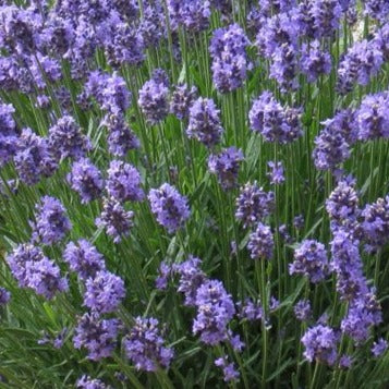 Lavandula angustifolia 'Wee One' Lavender