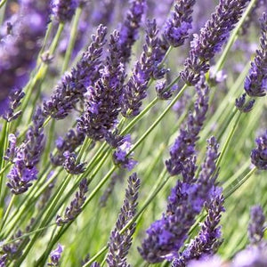 Lavandula x intermedia 'Grosso' Lavender