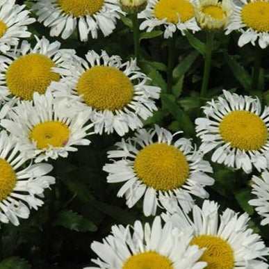 Leucanthemum x superbum 'Lacrosse' Shasta Daisy