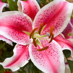 Lilium 'Stargazer' Oriental Lily