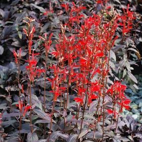 Lobelia 'Black Truffle' Cardinal Flower