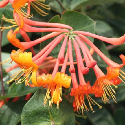 Lonicera 'Mandarin' Honeysuckle