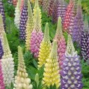 Lupine Staircase Mixed