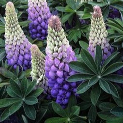 Lupinus 'Persian Slipper'