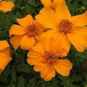 Marigolds Disco Orange