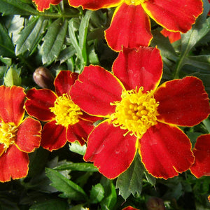 Marigolds Disco Red