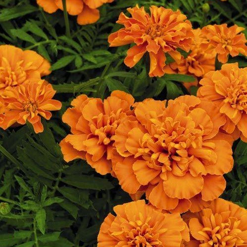 Marigolds Hero Orange