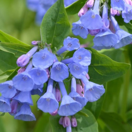 Mertensia virginica Virginia Bluebells