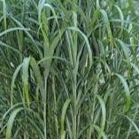 Miscanthus sinensis Big Kahuna Japanese Silver Grass