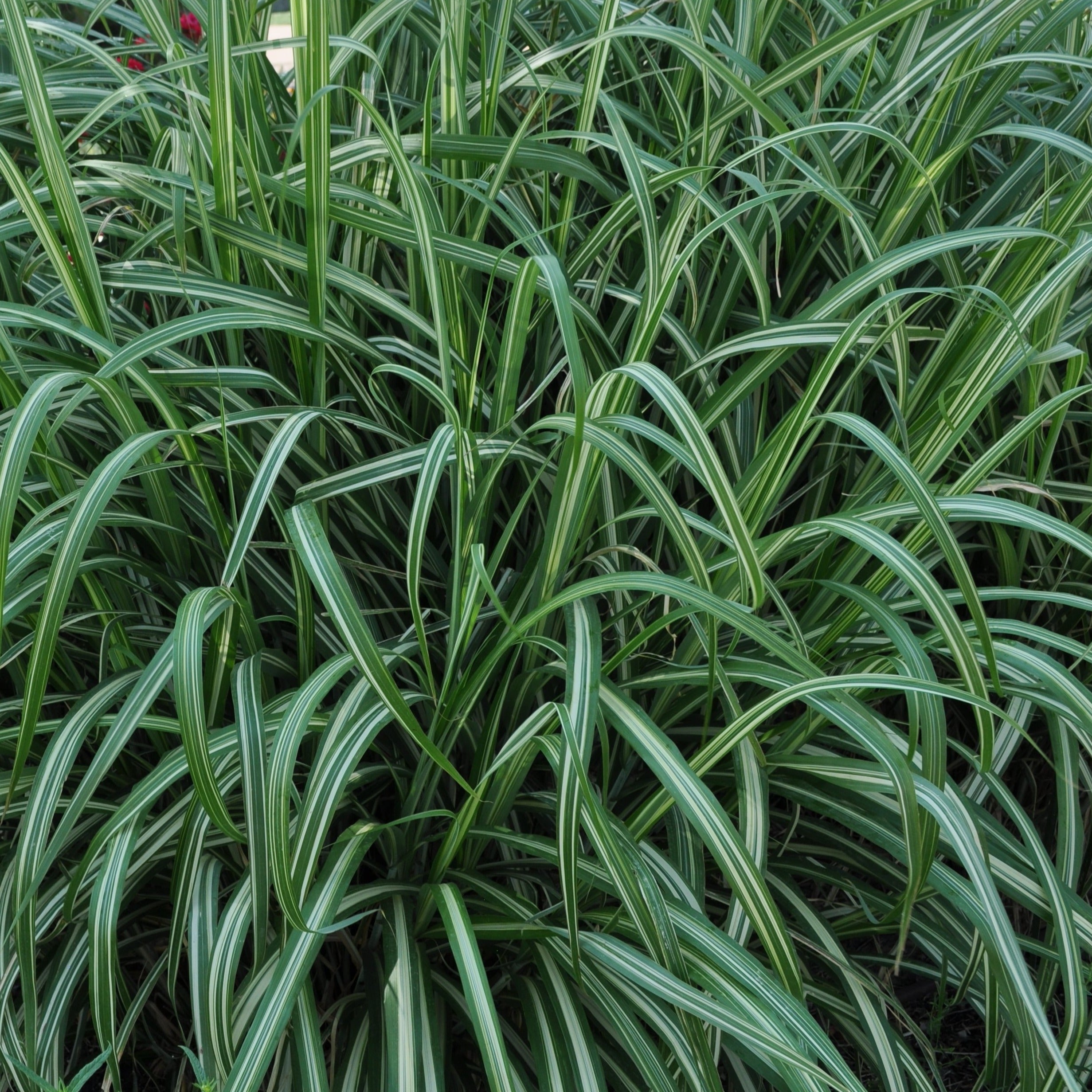 Miscanthus sinensis 'Cabaret' Japanese Silver Grass