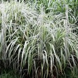 Miscanthus sinensis 'Cosmopolitan' Japanese Silver Grass