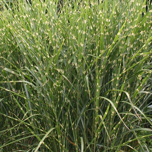 Miscanthus sinensis 'Gold Breeze' Zebra Grass