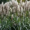 Miscanthus sinensis 'Malepartus' Japanese Silver Grass