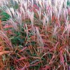 Miscanthus sinensis 'Purpurascens' Flame Japanese Silver Grass