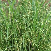 Miscanthus sinensis 'Tiger Tail' Maiden Grass