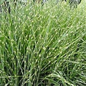 Miscanthus sinensis 'Zebrinus' Zebra Grass