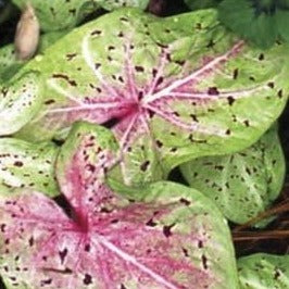 Caladium Miss Muffet