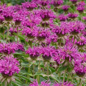 Monarda didyma `Purple Rooster' Bee Balm