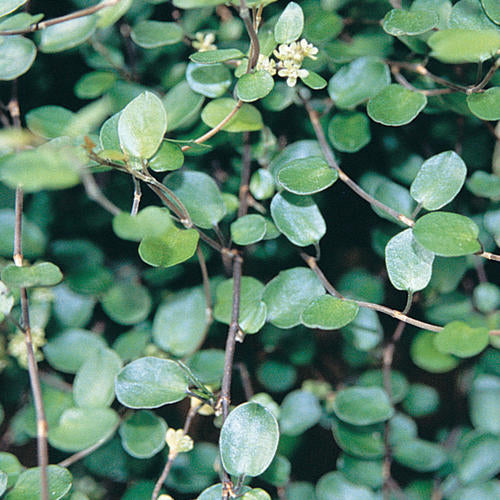 Muehlenbeckia - Creeping Wire Vine