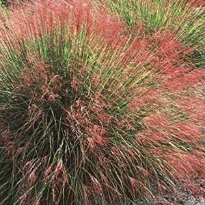 Muhlenbergia reverchonii Undaunted Ruby Muhly