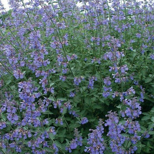 Nepeta x faassenii 'Six Hills Giant'