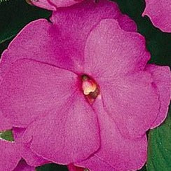 New Guinea Impatiens Celebration Lavender Glow HB