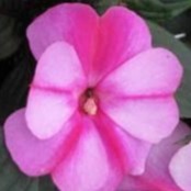 New Guinea Impatiens Celebration Purple HB