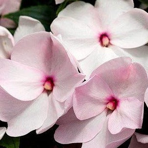 New Guinea Impatiens Paradise Blush White