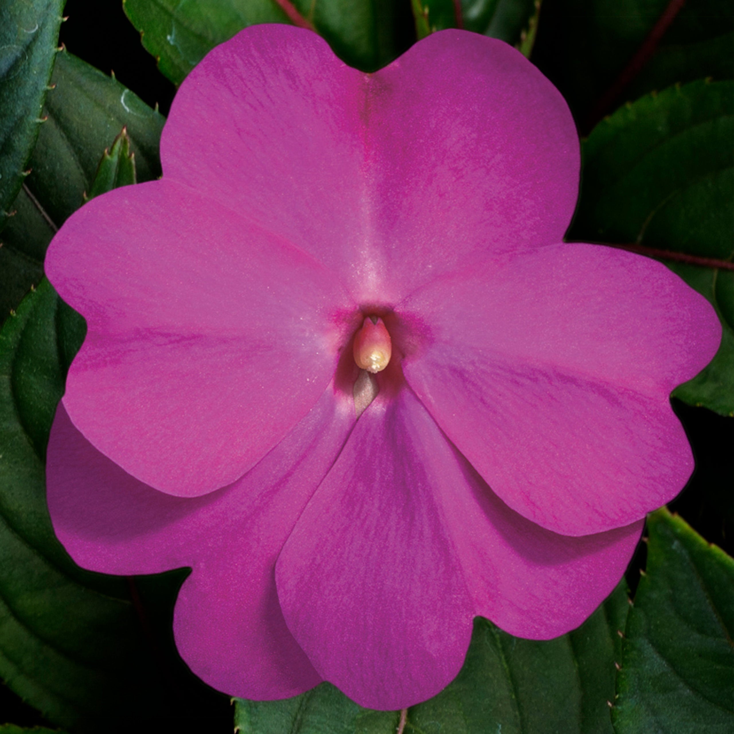 New Guinea Impatiens Super Sonic Lilac