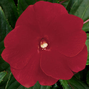 New Guinea Impatiens Super Sonic Red