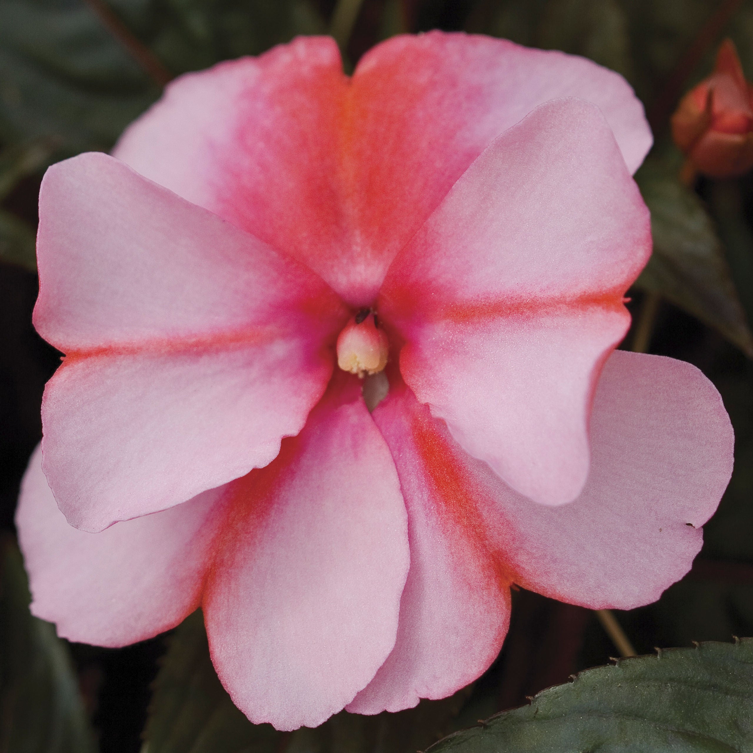 New Guinea Impatiens Super Sonic Sweet Cherry