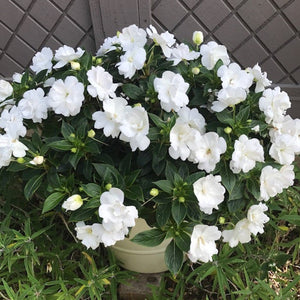 New Guinea Impatiens Wild Romance White