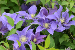 Clematis - Olympia
