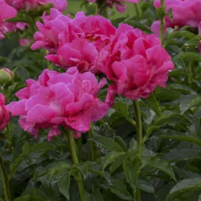 Paeonia Paula Fay