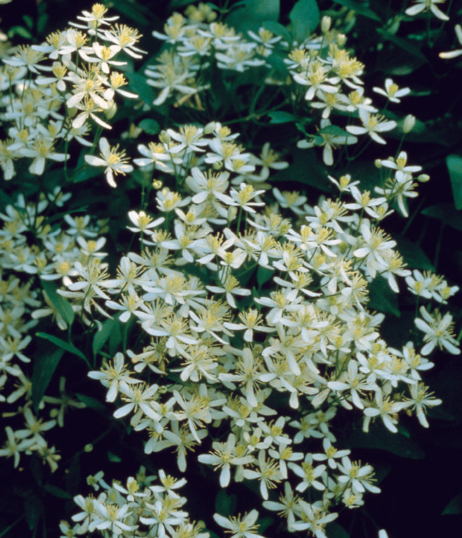 Clematis - Paniculata