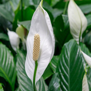 peace lily svenska Spathiphyllum