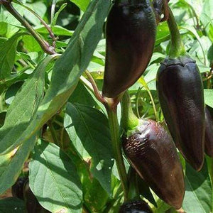 Pepper Purple Jalapeno