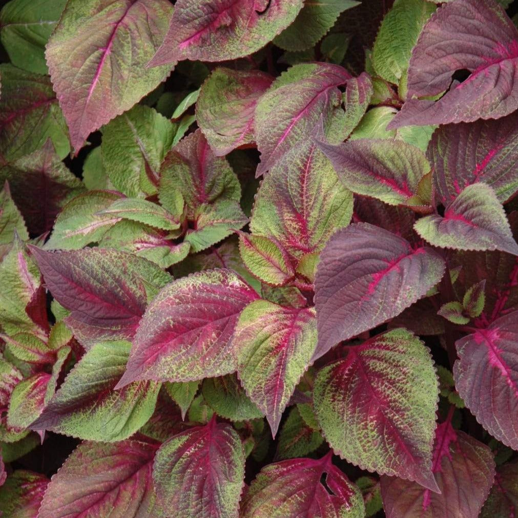 Perilla tricolor