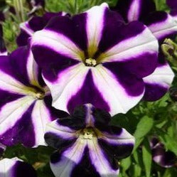 Petunia Amore Purple