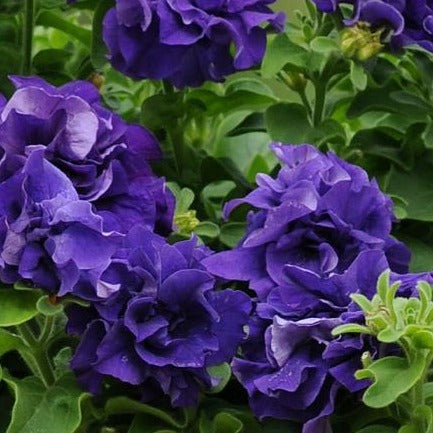 Petunia Cascade Double Blue