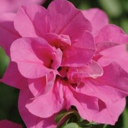 Petunia Double Wave Rose HB