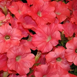 Petunia Easy Wave Coral Reef