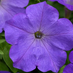 Petunia Wave Lavender HB