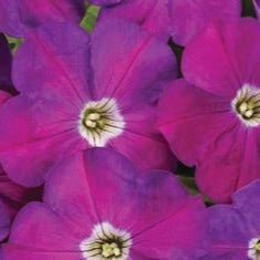 Petunia Hells Crazytunia Purple Prince