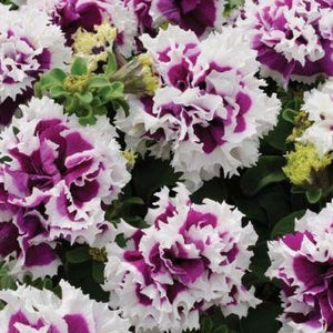 Petunia Pirouette Purple